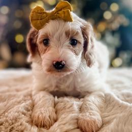 Sparkle - Parti female Goldendoodle puppy in Provo, Utah from GoldenDoodle Express