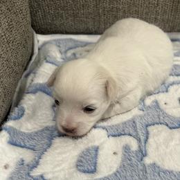 Coton de Tulear Puppies from Beethoven’s Cotons