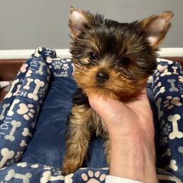 Ch Sired Chikito's Riley - Black and gold male Yorkshire Terrier puppy in Forest Hill, Maryland from Chikito's Yorkies