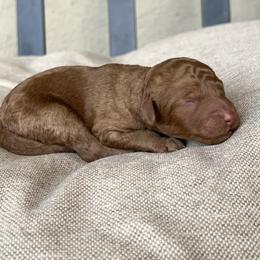 Maple - Red  female Poodle puppy in Tucson, Arizona from Desert Doodles + Poodles