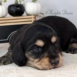 Rogue - Black and cream male Dachshund puppy in New Braunfels, Texas from 2 Knights Doxies