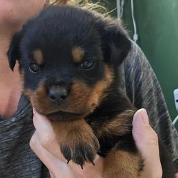Panzer - Black and mahogany male Rottweiler puppy in Tangent, Oregon from Raya's Royals