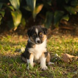 Lucky - Black tri-color male Australian Shepherd puppy in Pattison, Texas from Legacy Water Australian Shepherds