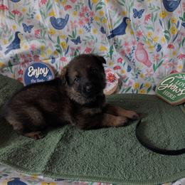 Black - Sable male German Shepherd puppy in Motley, Minnesota from Von Thomson Haus