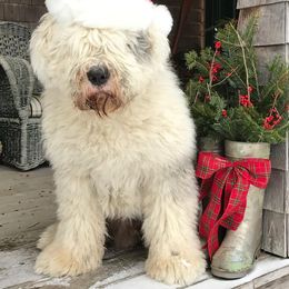 Great Danes and Old English Sheepdogs from Shari Skory's Great Danes & Old English Sheepdogs