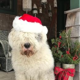 Great Danes and Old English Sheepdogs from Shari Skory's Great Danes & Old English Sheepdogs