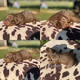 Snickers - Chocolate and tan male Dachshund puppy in Detroit, Texas from Power Pups