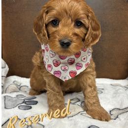 Jock - Red male Cockapoo puppy in Bristow, Oklahoma from 10-Acre Woods Cockapoos