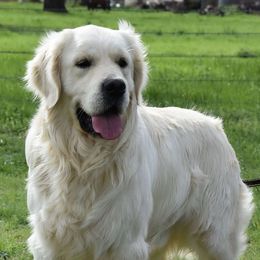 Dilute Retrievers and Golden Retrievers from Rogers Pups