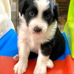 Aussiedoodle Puppies from Ever After Mini Doodles