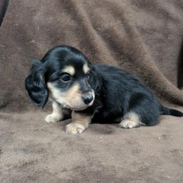 Bear - Black and cream male Dachshund puppy in Choctaw, Oklahoma from TS Performance Horses & Dachshunds