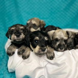 Miniature Schnauzer Puppies from S & S Miniature Schnauzer