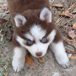 Comet - Black and white female Pomsky puppy in Spring Hill, Florida from PDQ Pomskies