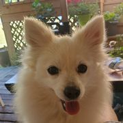 Eva - American Eskimo Dog