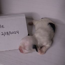 Companion Cross Puppies from Puppies Full of Love