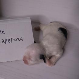 Companion Cross Puppies from Puppies Full of Love