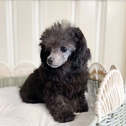Huckleberry Pie - Blue male Poodle puppy in Chapel Hill, North Carolina from Cyndi’s Poodles