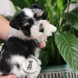 Eeyore - Parti male Miniature Schnauzer puppy in Trinity, Alabama from C&E'S Schnauzers
