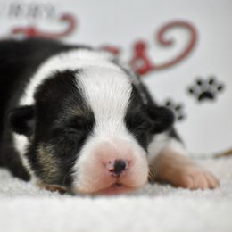 Buddy - Black and tan male Pembroke Welsh Corgi puppy in Gober, Texas from Trigger Time Kennels