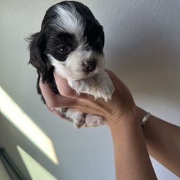 Sugar Plum - Brown and white female Cocker Spaniel puppy in Claremore, Oklahoma from BRX Country Cockers LLC