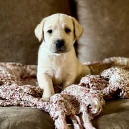 Scarlet - Yellow female Labrador Retriever puppy in Sweet Home, Oregon from Knotty Creek Labradors