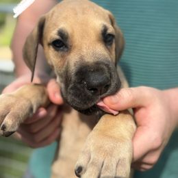 Minor - Fawn male Great Dane puppy in Ocala, Florida from Cloud9 Bedlingtons and Argos Danes