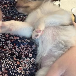 Collie Puppies from Highland Moor Kennel