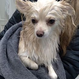 Chihuahuas from Pretty pups