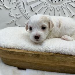 Jack - White male Coton de Tulear puppy in Cabool, Missouri from Big Gulch Puppies