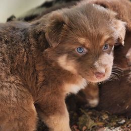 Fern - Red tri-color female Australian Shepherd puppy in Cable, Ohio from Resolute Aussies
