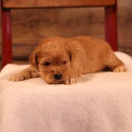 Kelly - Cream male Whoodle puppy in West Bend, Iowa from Blue Skies Terriers