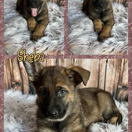 German Shepherd Puppies from Pocono GSD