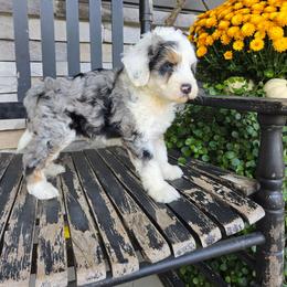 Scout - Blue merle male Bernedoodle puppy in Holtwood, Pennsylvania from Country Ridge Puppies