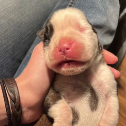 Boxer Puppies from Von Royal Dell’Infinite