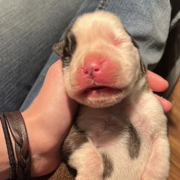 Boxer Puppies from Von Royal Dell’Infinite