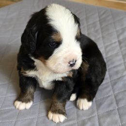 Ginger - Black rust and white female Bernese Mountain Dog puppy in Alpharetta, Georgia from Bravura Bernese Mountain Dog