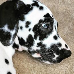 Dalmatian Puppies from Spotted Way Dalmatians