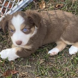 Princess Jasmine - Red tri female Miniature Australian Shepherd puppy in Gordon, Georgia from Big D’s Aussie