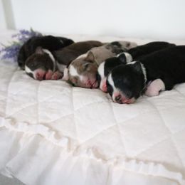 Australian Shepherd Puppies from WigglyButts Aussies LLC