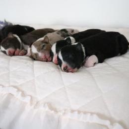 Australian Shepherd Puppies from WigglyButts Aussies LLC