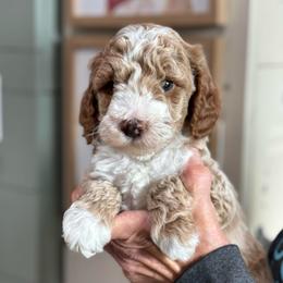 Houdini - Apricot male Goldendoodle puppy in Wharton, Texas from Little Fur Friends