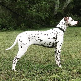 Fallon - Dalmatian