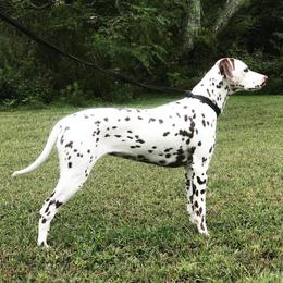 Fallon - Dalmatian
