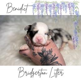 Benidict - Blue merle and white male American Corgi puppy in Greenwood, Indiana from Witch Creek Corgis
