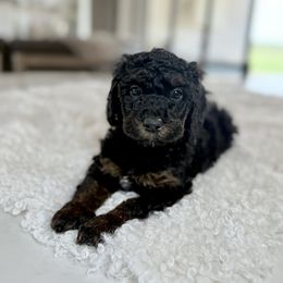 Girl 5 - Black and tan female Cavapoo puppy in Indiahoma, Oklahoma from Farm Fresh Doodles