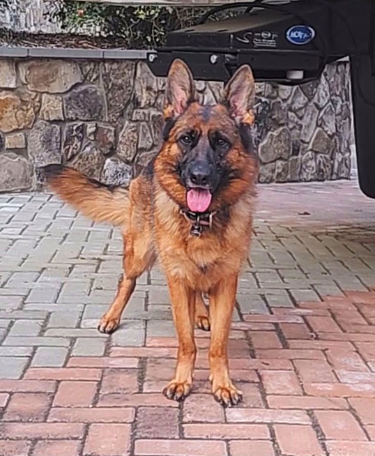 Anjelica-$15,000 - Black and red German Shepherd puppy in Clifton, Virginia from Von Haus Wisen Baker German Shepherds