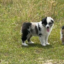 Miniature Australian Shepherd Puppies from Circle D Miniature Australian Shepherds