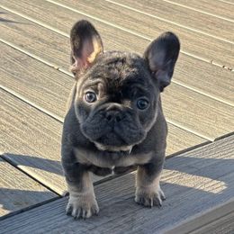 Casper - Tricolors male French Bulldog puppy in South Bend, Indiana from Furever Faithful Frenchies LLC