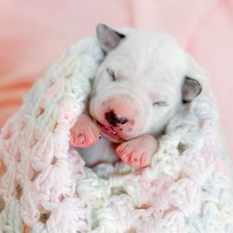 Hermione Granger - White and black female Dalmatian puppy in Whitwell, Tennessee from Rock a Dalmatian “RockADal”