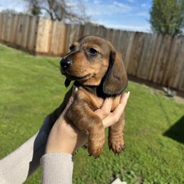 Charlie - Sable male Dachshund puppy in Modesto, California from Raws Doxies